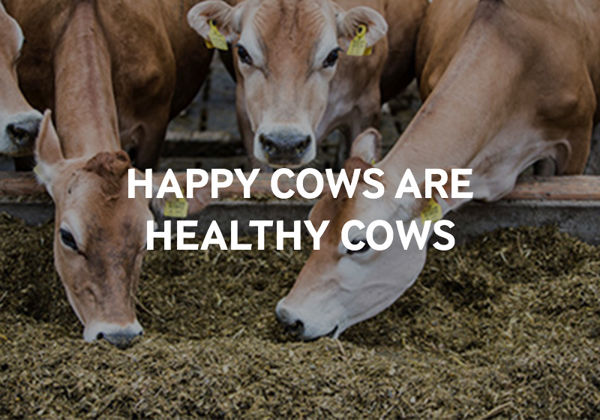 A happy cow produces more better quality milk.