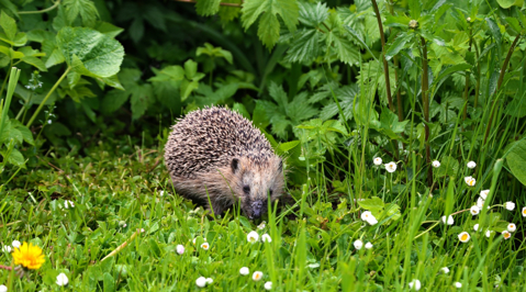Hedgehog in grass