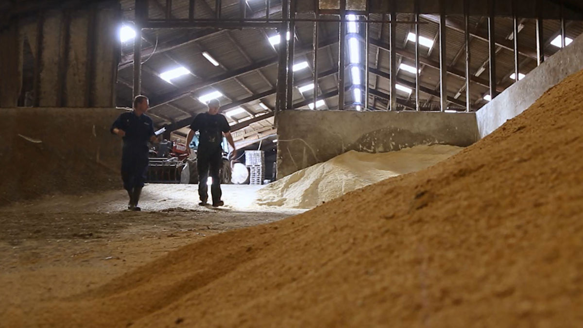 Farmers looking at a pile of grain