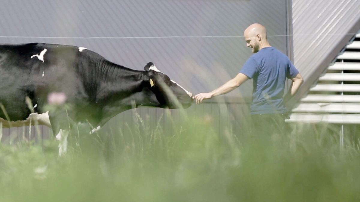 A cow sniffing a mans hand