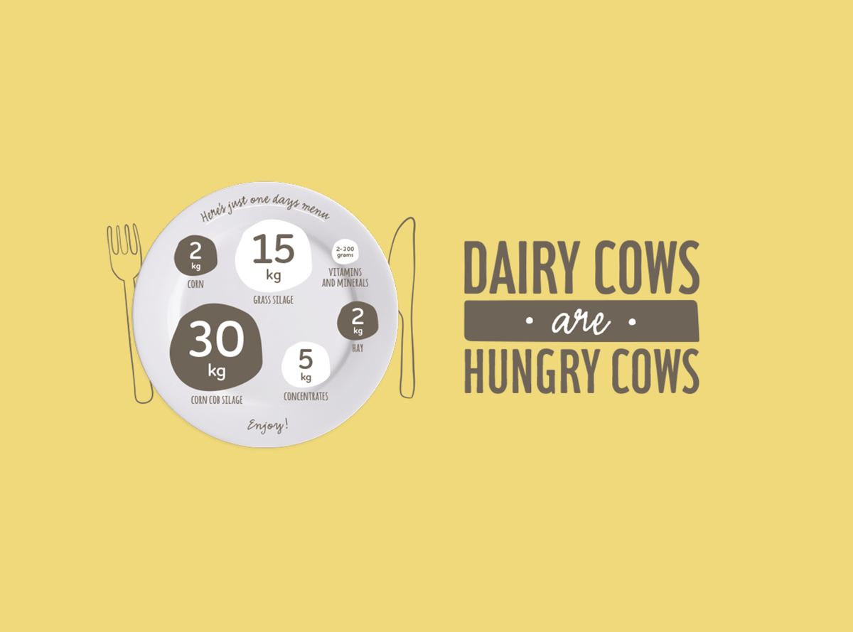 Dairy cows are hungry cows infographic