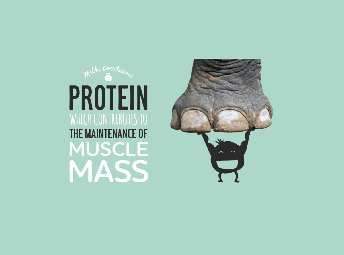 Milk contains protein which contributes to the maintenance of muscle mass