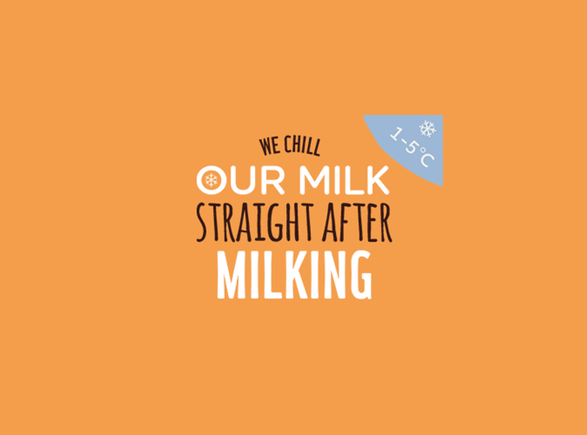 We chill our milk straight after milking. 1-5°C