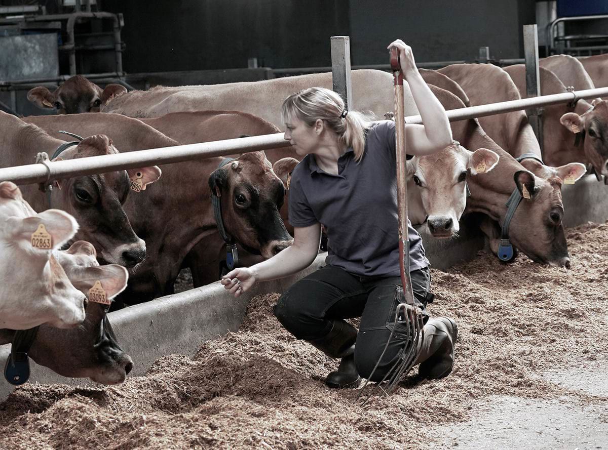 A farmer feeding cows