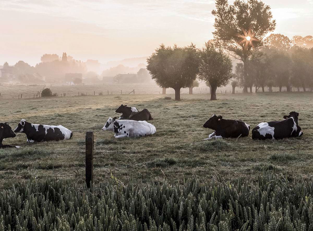 Cows laying down in a field