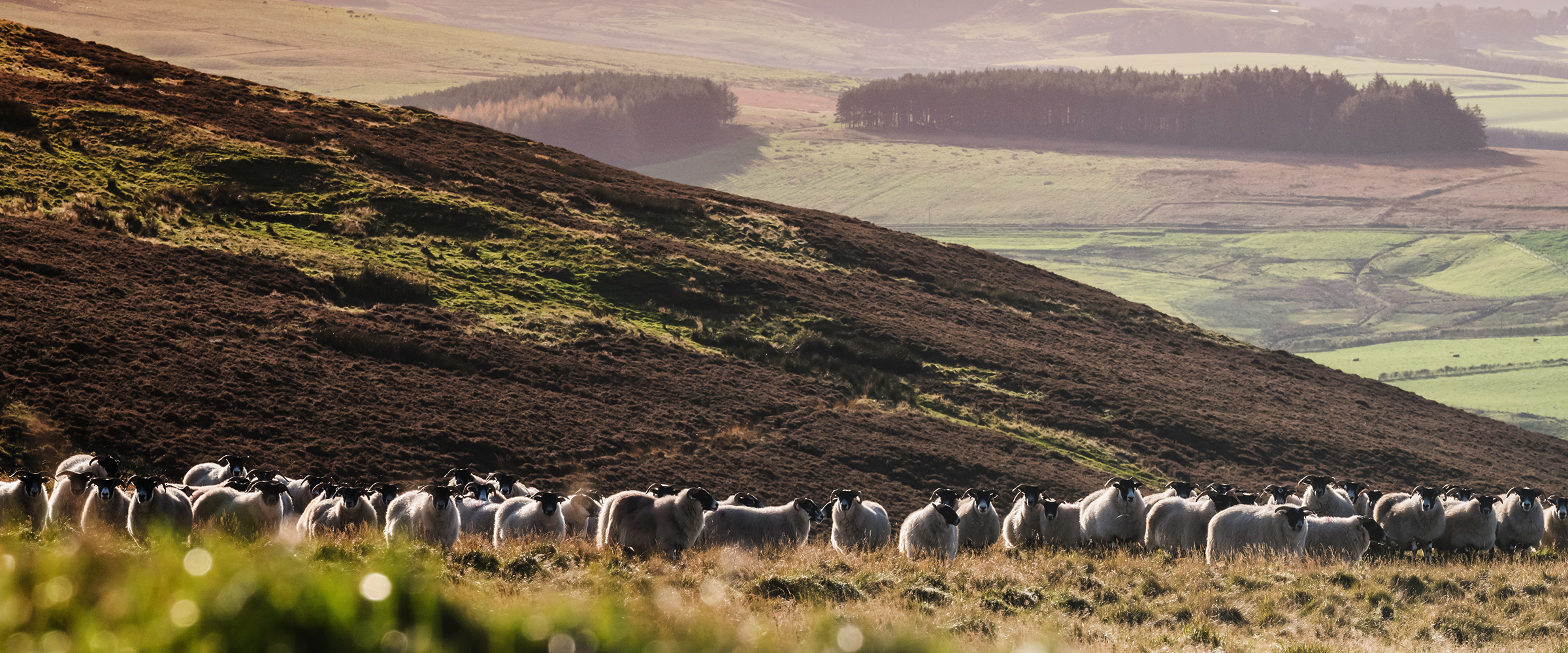 ARLA UK 360 PROGRAMME