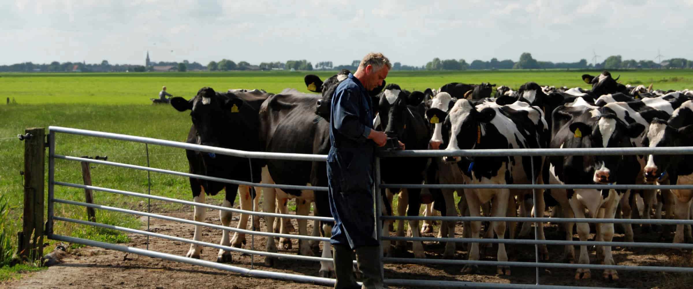 farmer herding cows