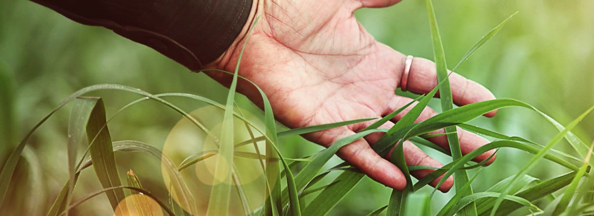 Hand touching grass