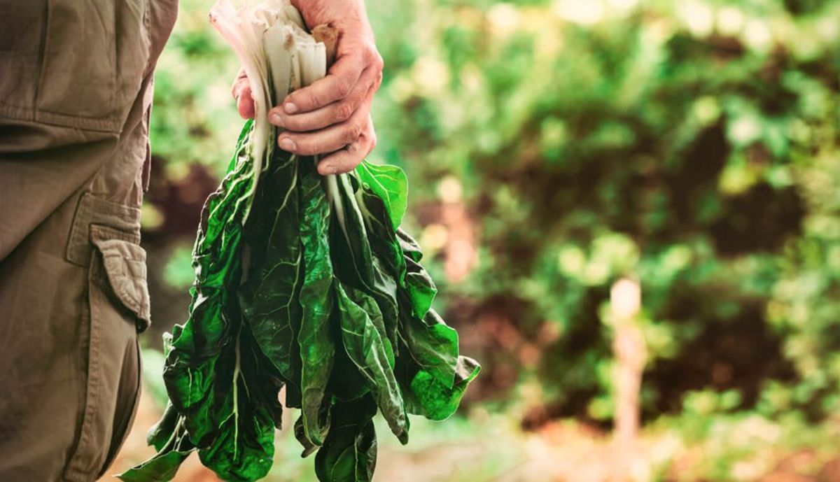 Sustainable farmin example