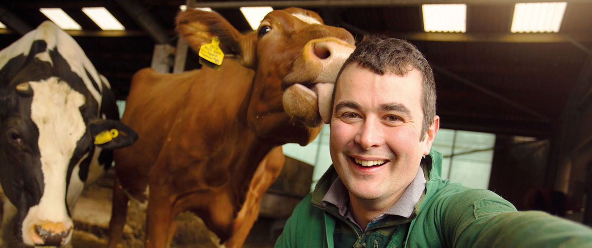 Cow licking a happy smiling farmer