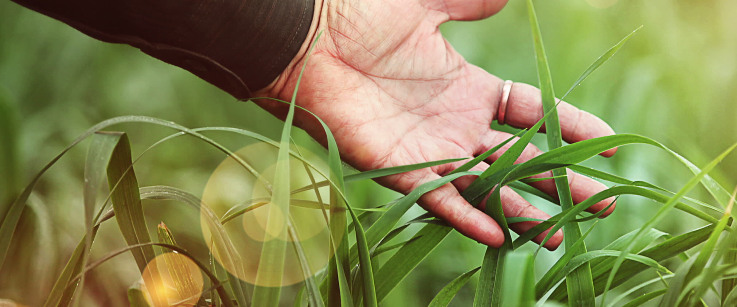 Close up of hand in grass