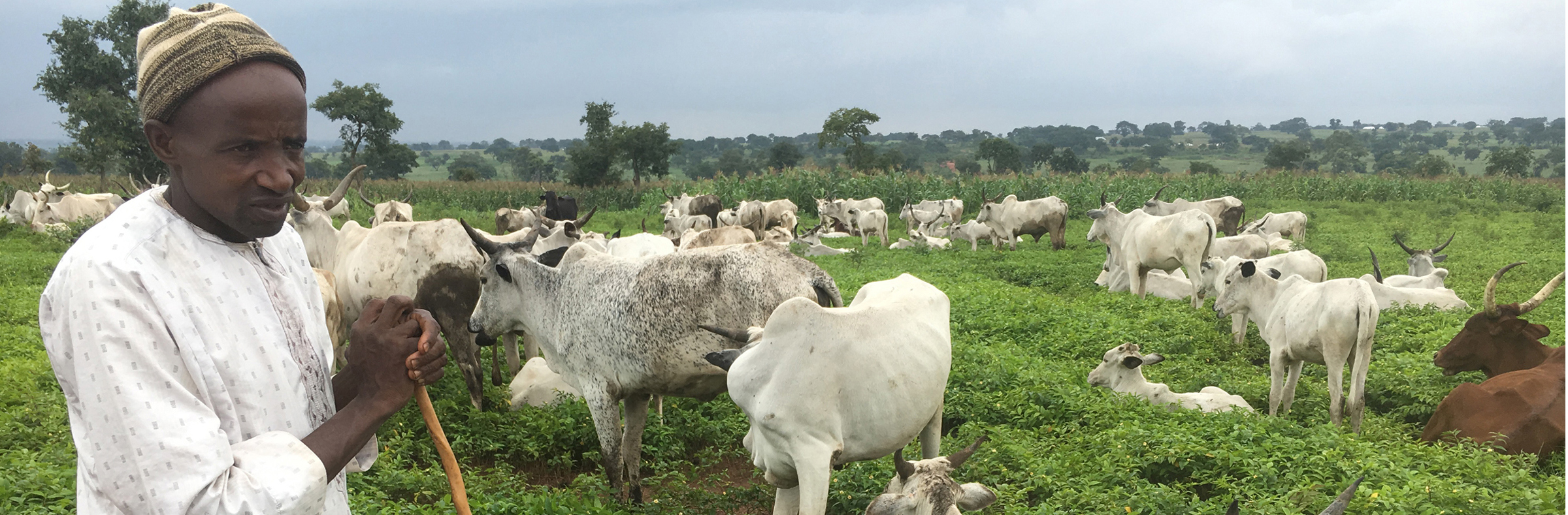 Nigerian farmer with cows