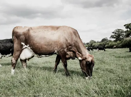 Cow grazing