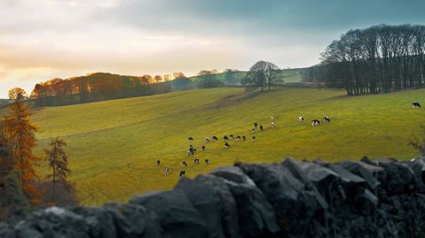 Landscape view of a field with sheep