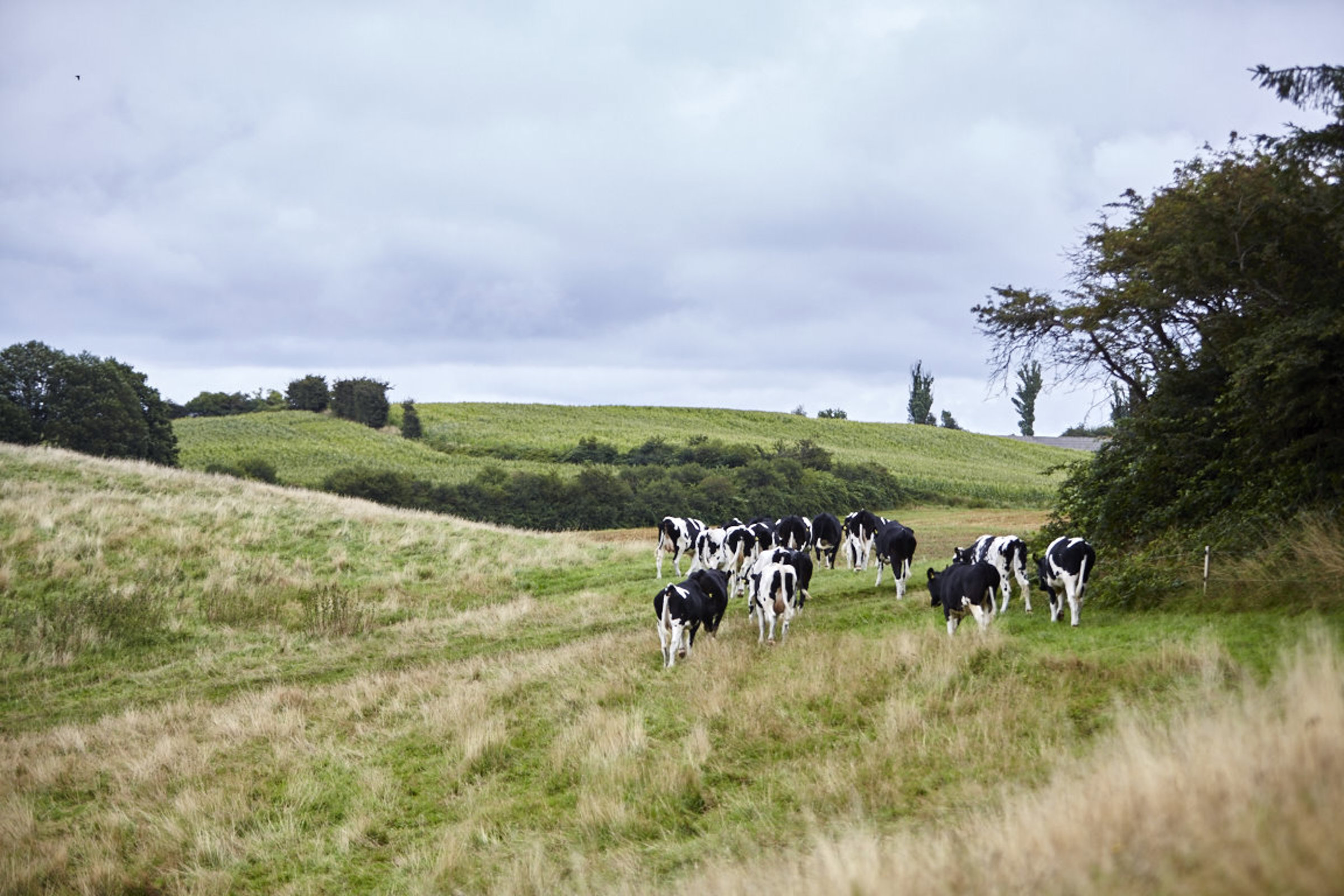 Cows walking in field