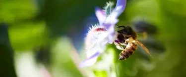 Close up of bee collecting pollen