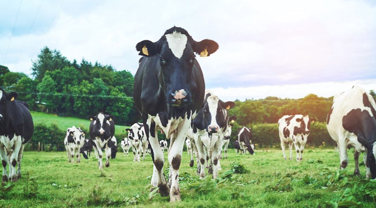 Cow standing in a field