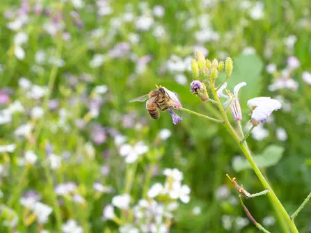 Hay Fever is Worth It for the Bees