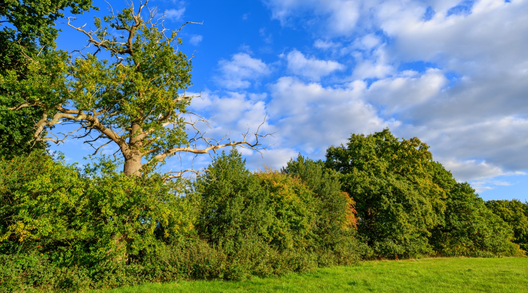 Trees in a field