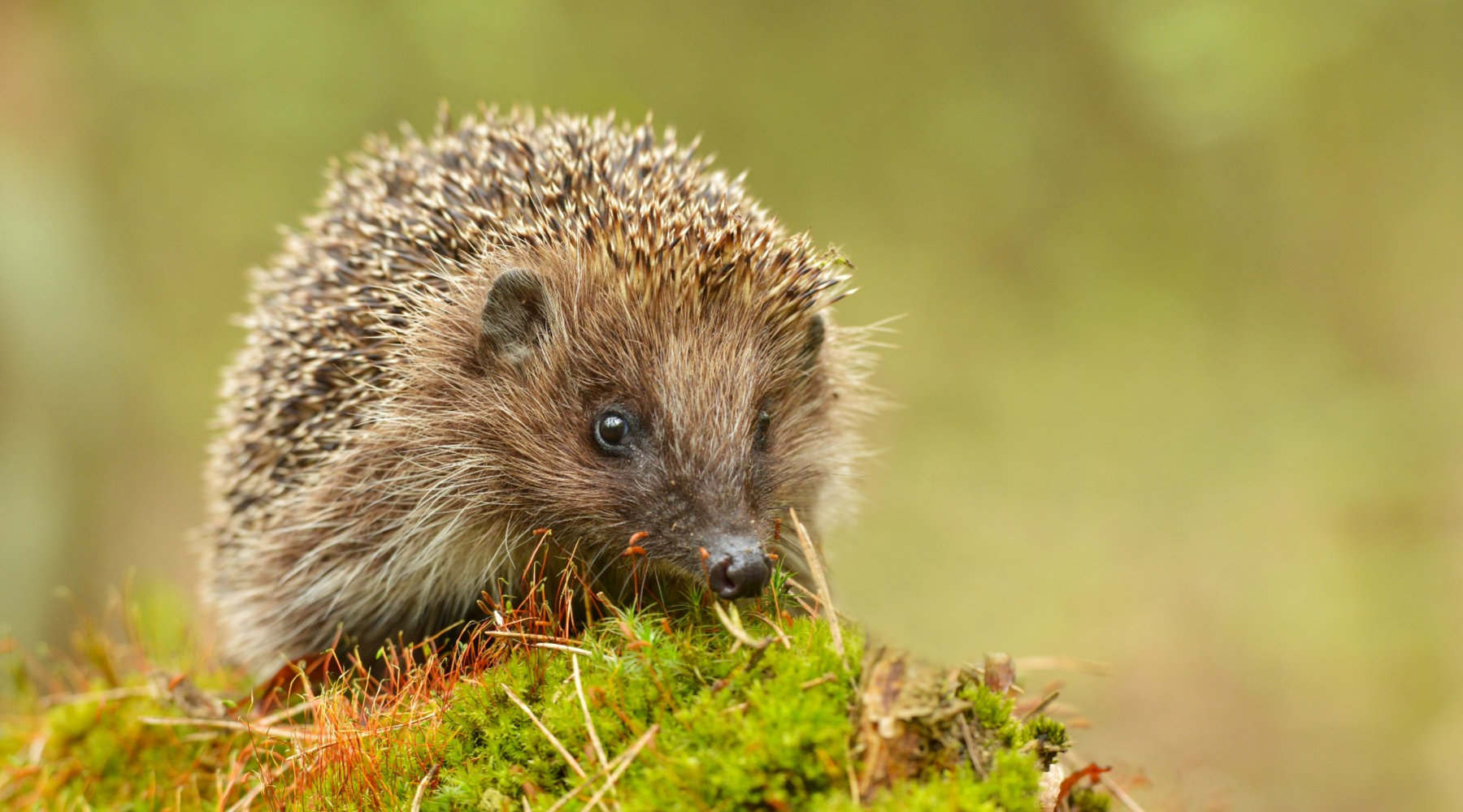 A hedgehog in the grass
