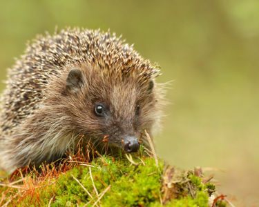 A hedgehog in the grass