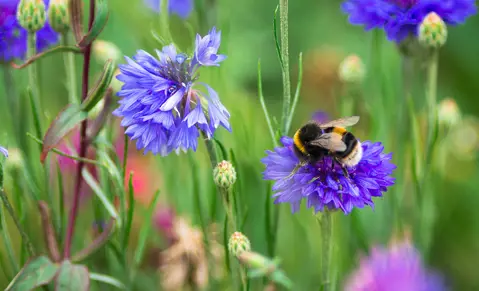 Giving bees their buzz back