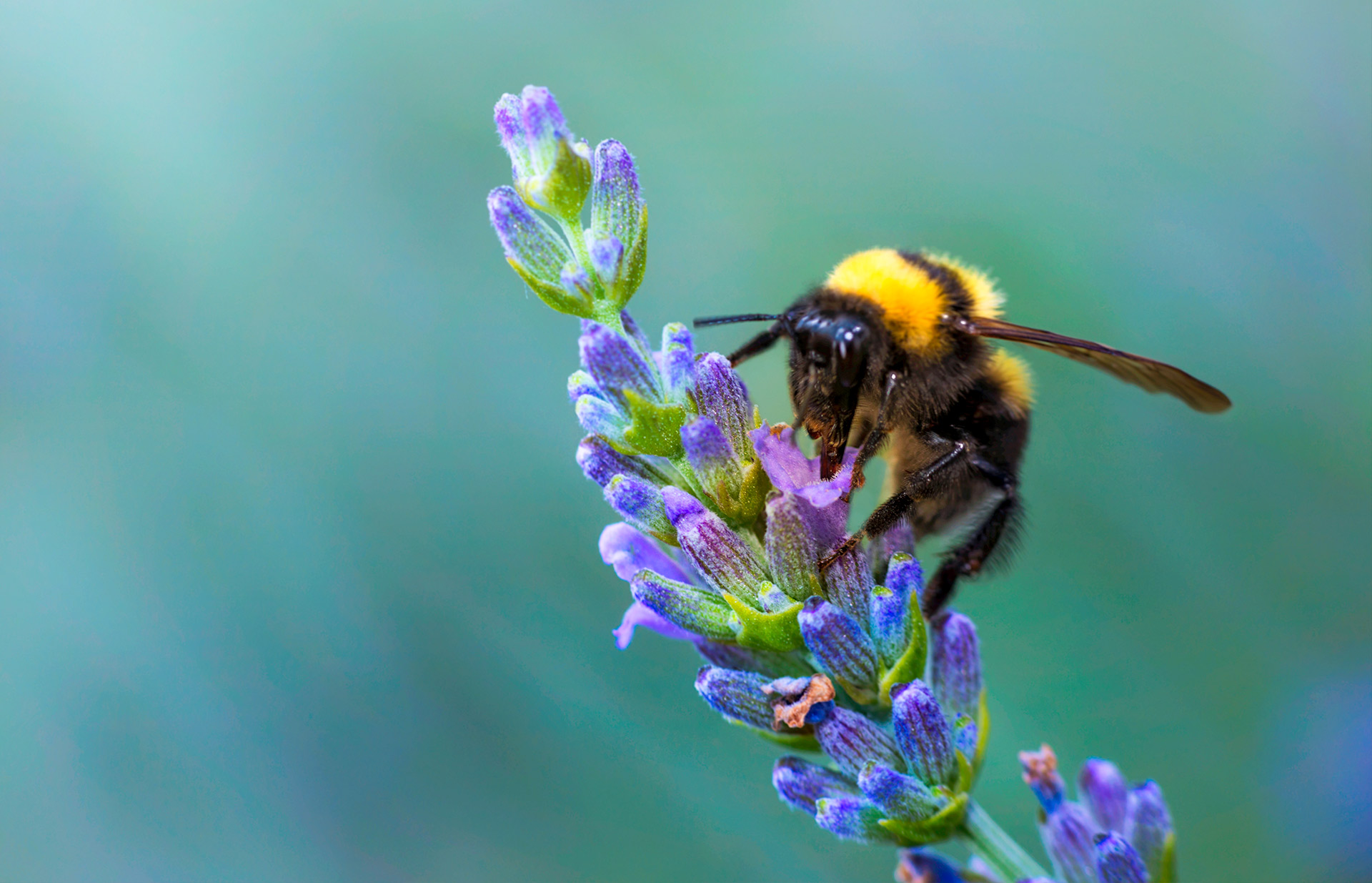 Discovering the importance of bees