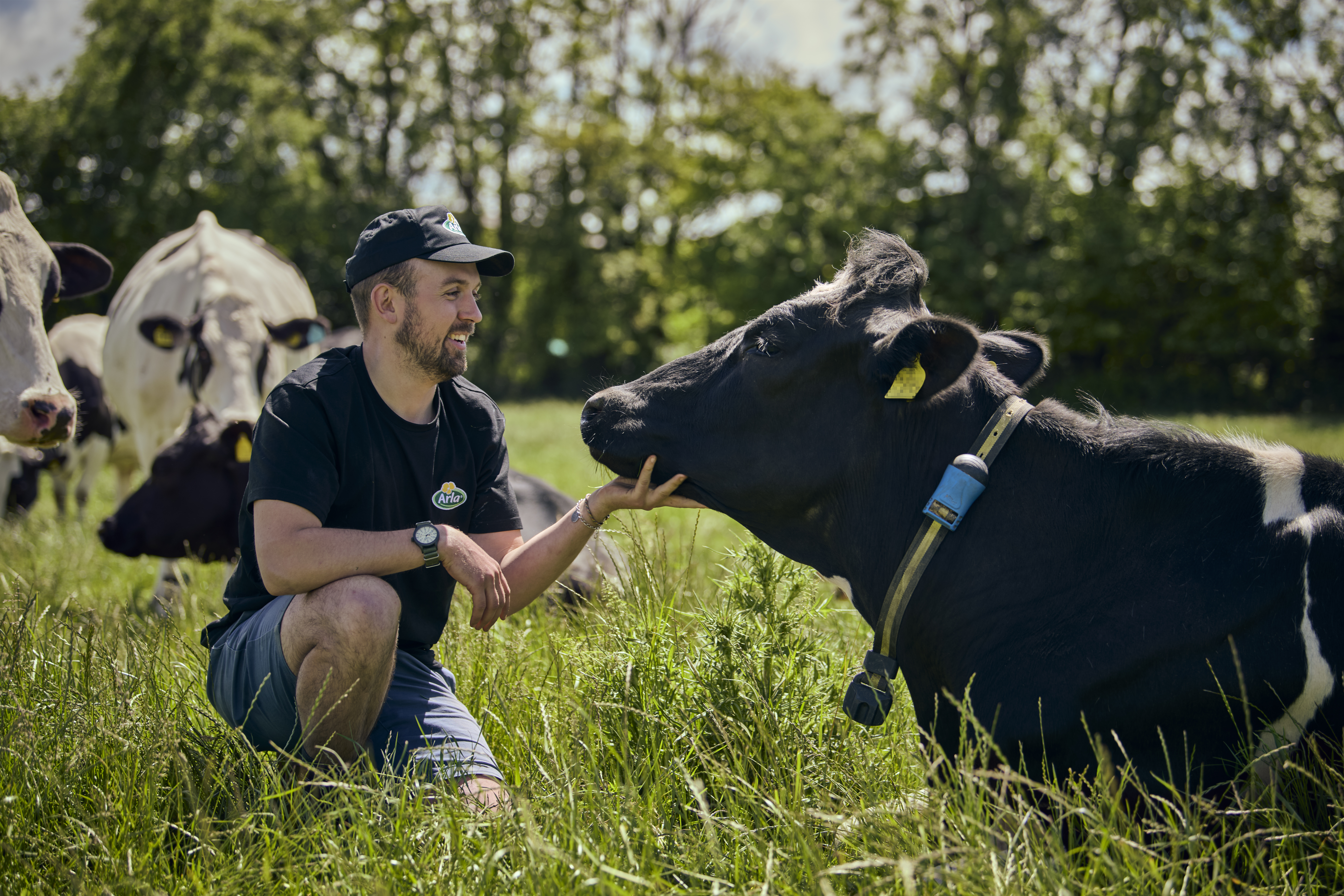 Measuring the grazing of cows 