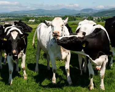 Can we balance our diet while balancing our impact on the environment?