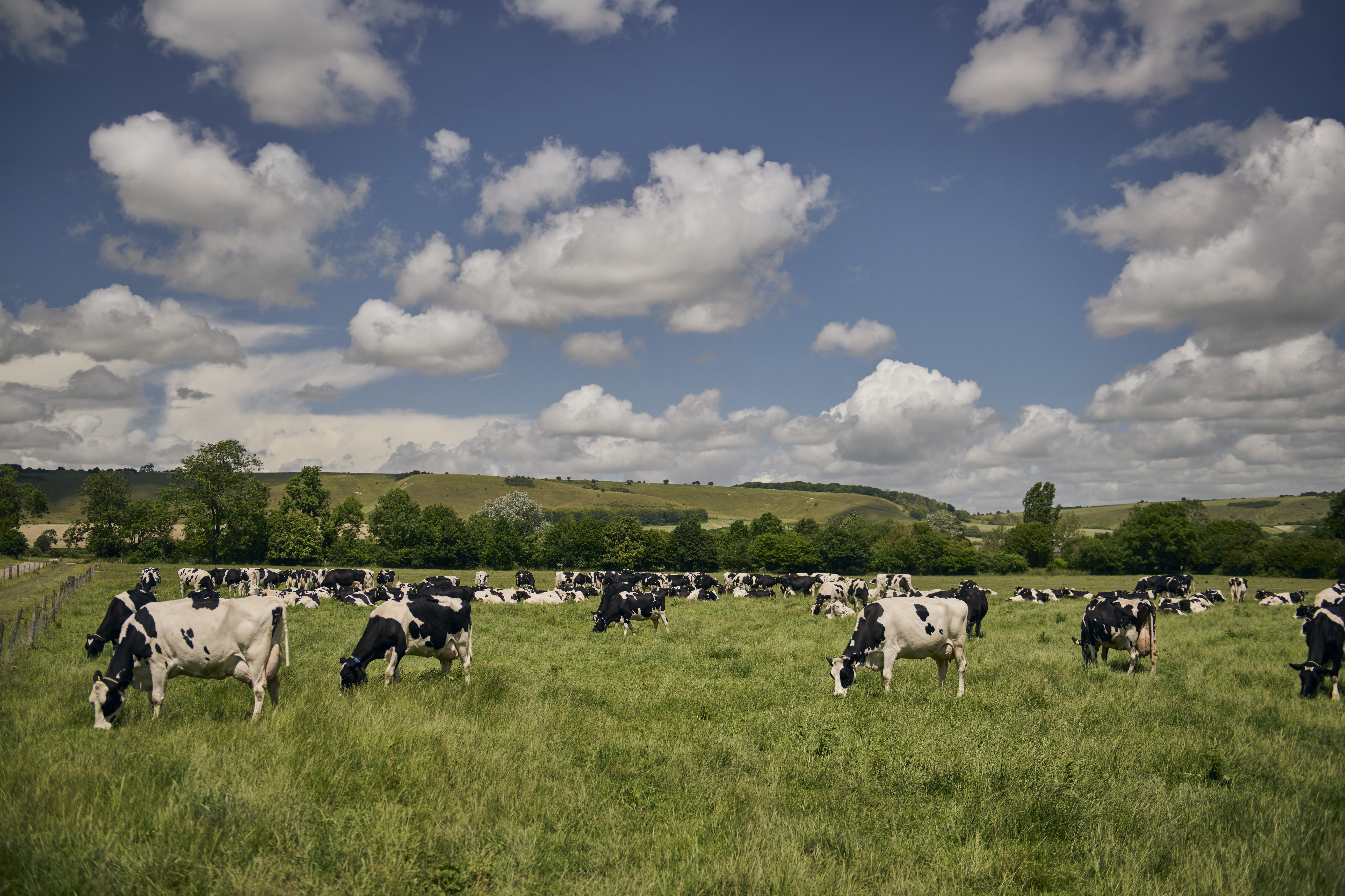 Grazing