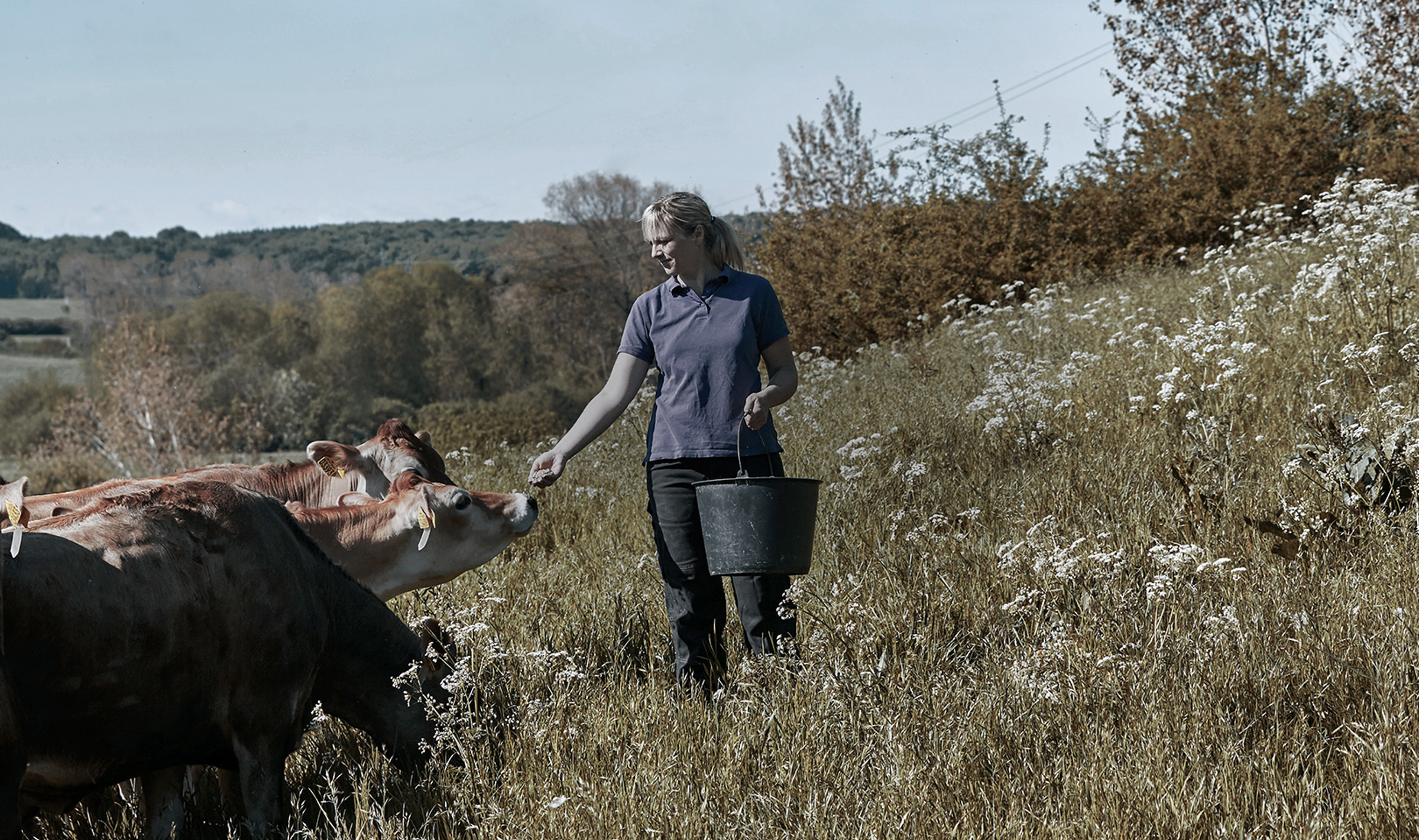 A farmer feeding cows in a field