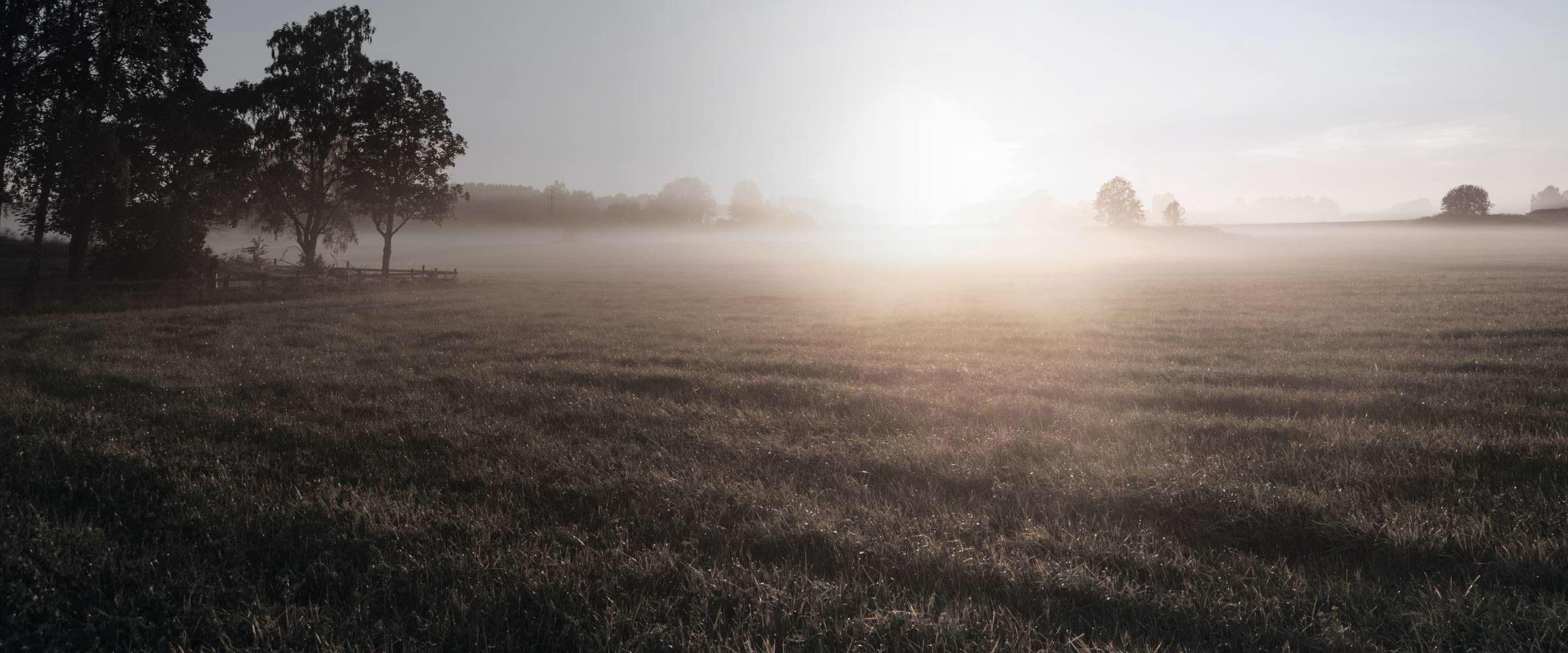 A misty open field