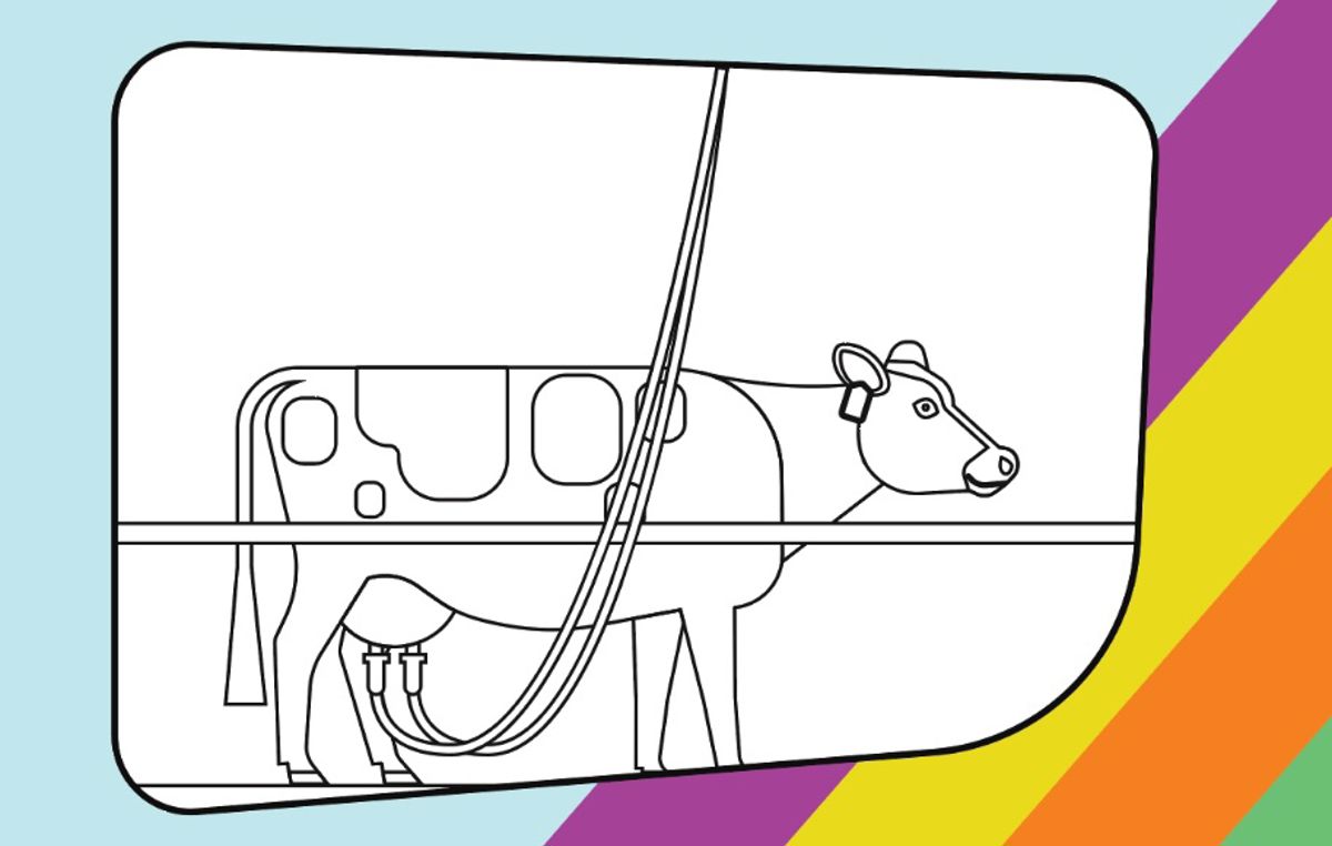 illustration of a cow being milked to be coloured in