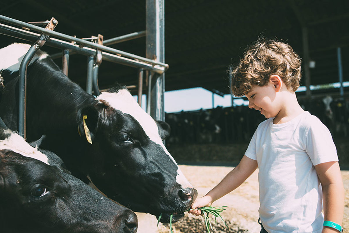 a boy feeding two cows at a farm
