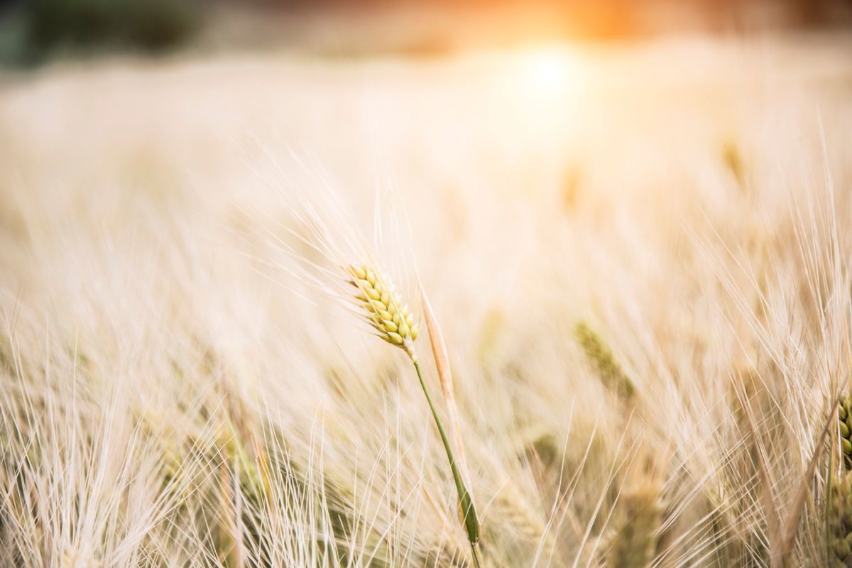 Wheat in a field