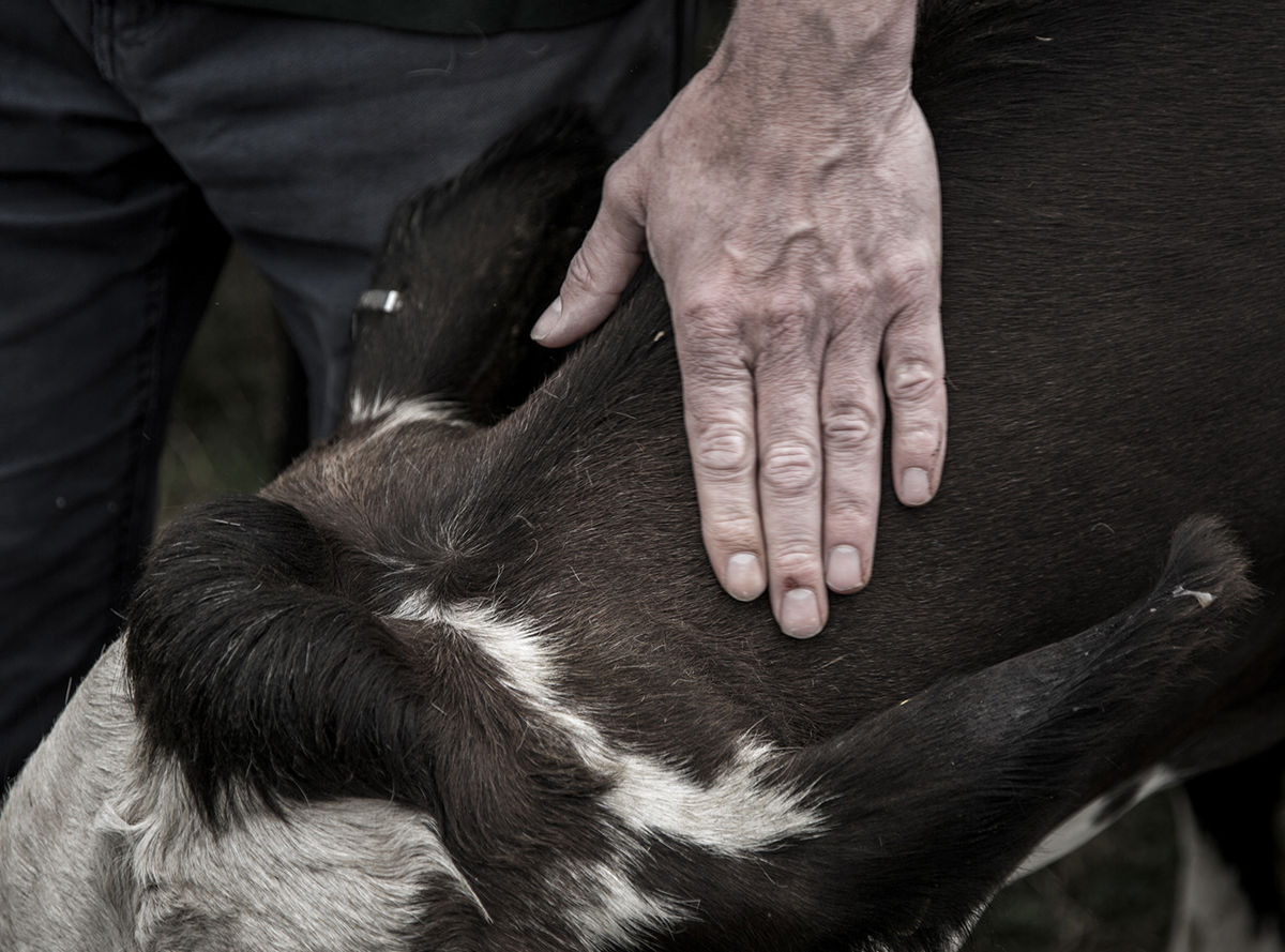 A hand on a cows neck