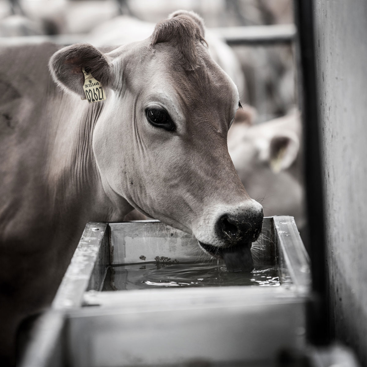 A cow drinking water