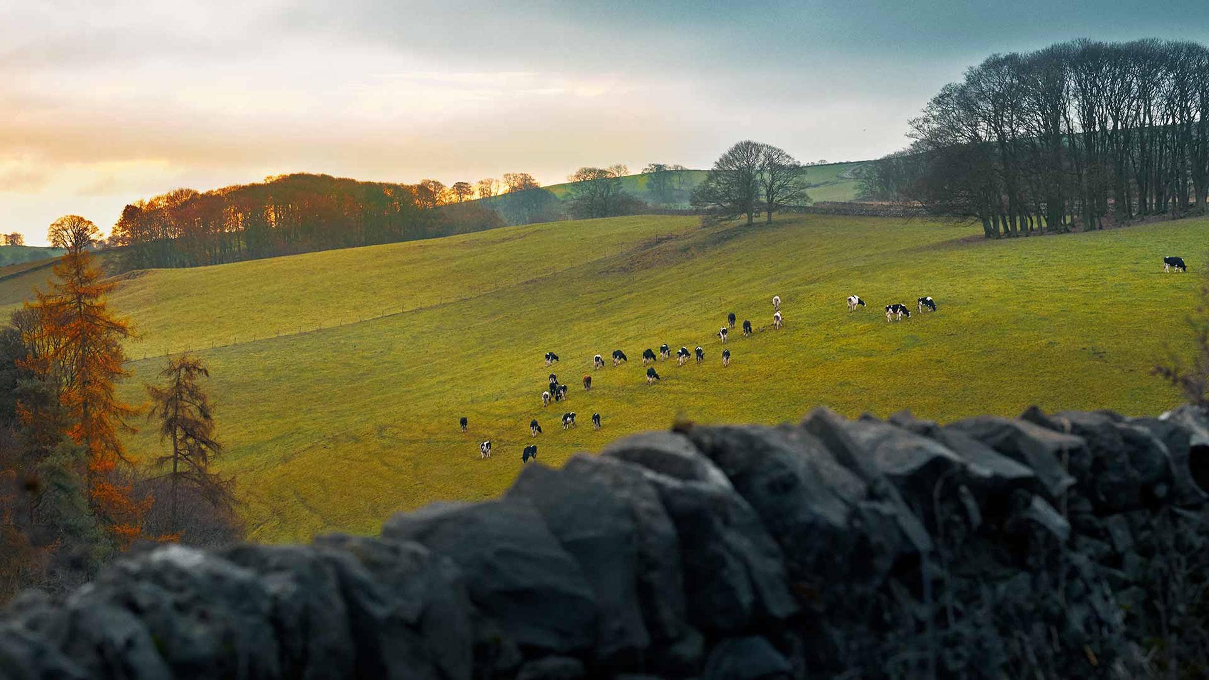 Cows grazing in a field