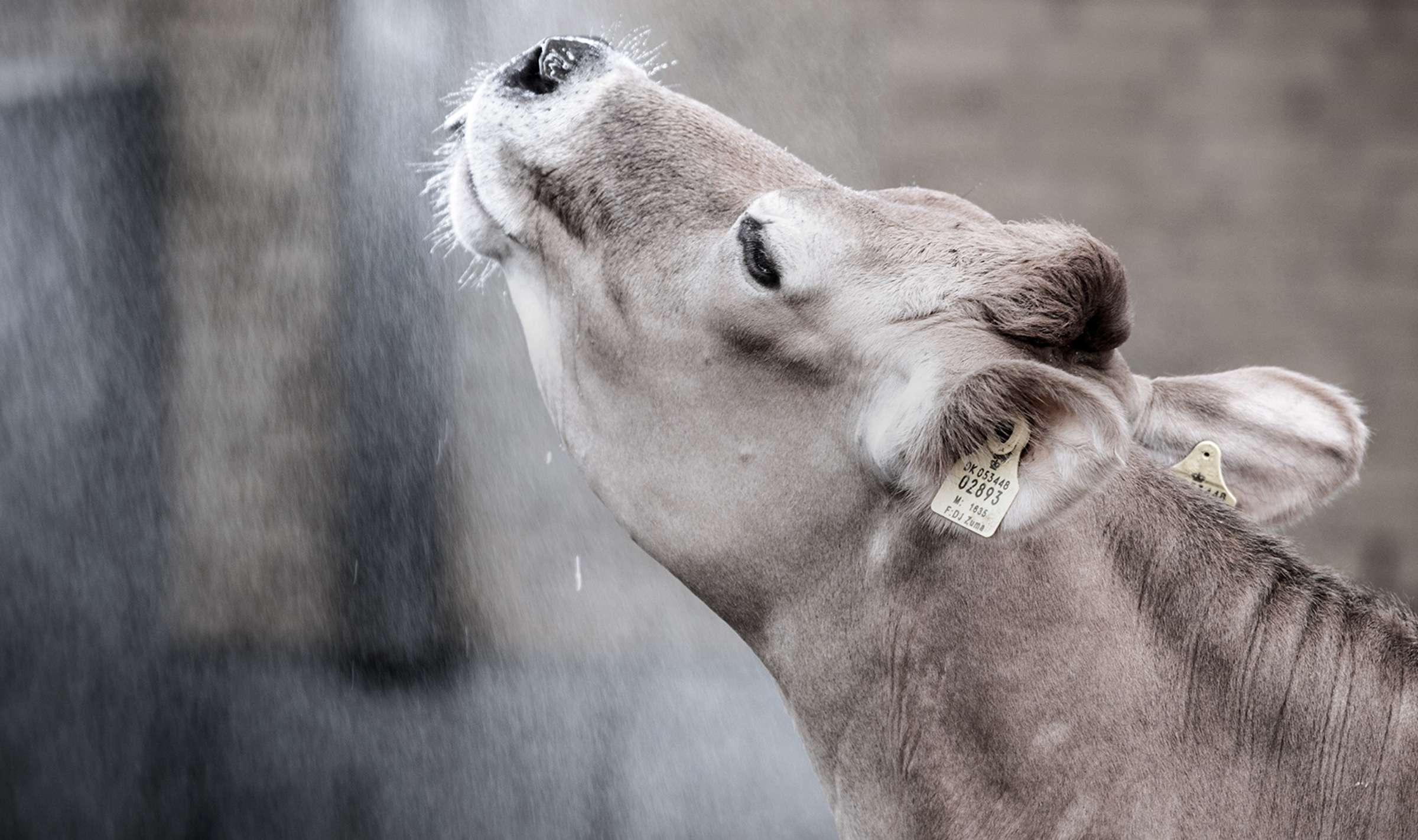 A cow being sprinkled with water