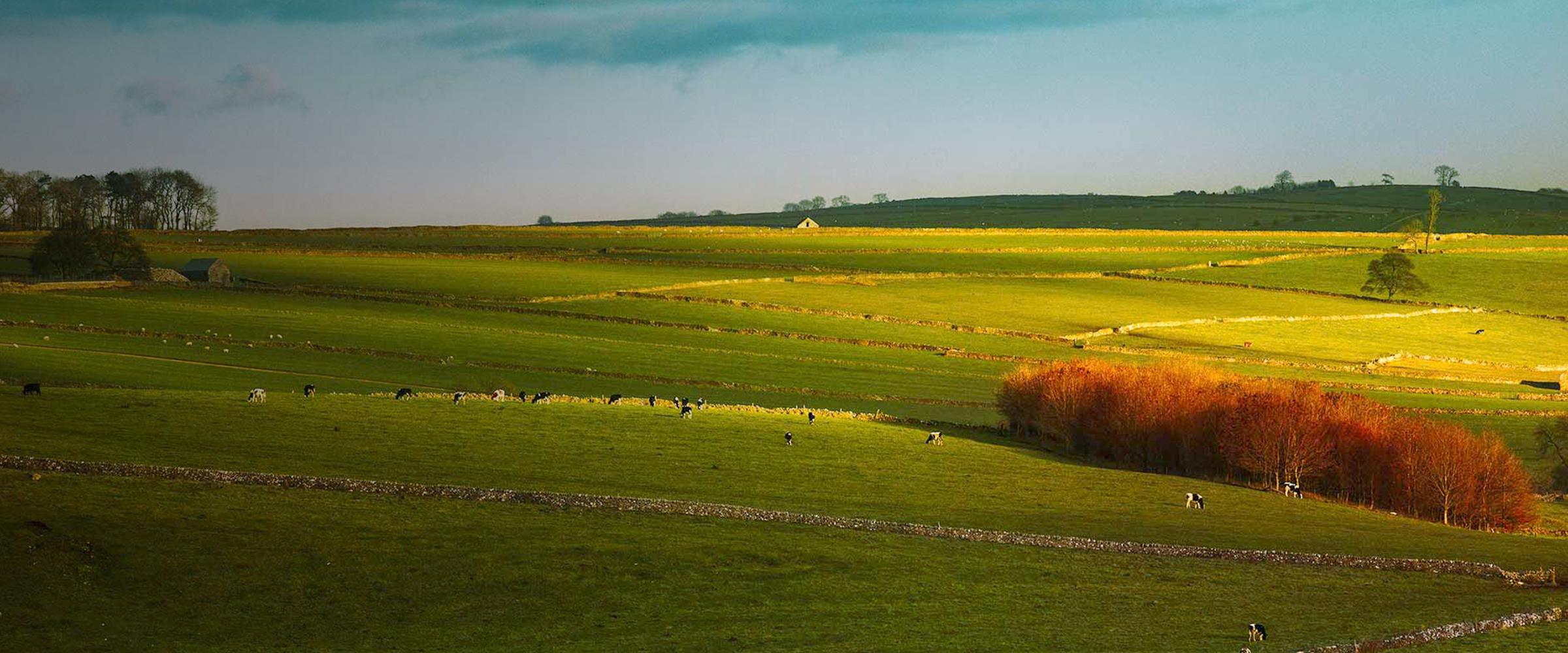 A field with cows