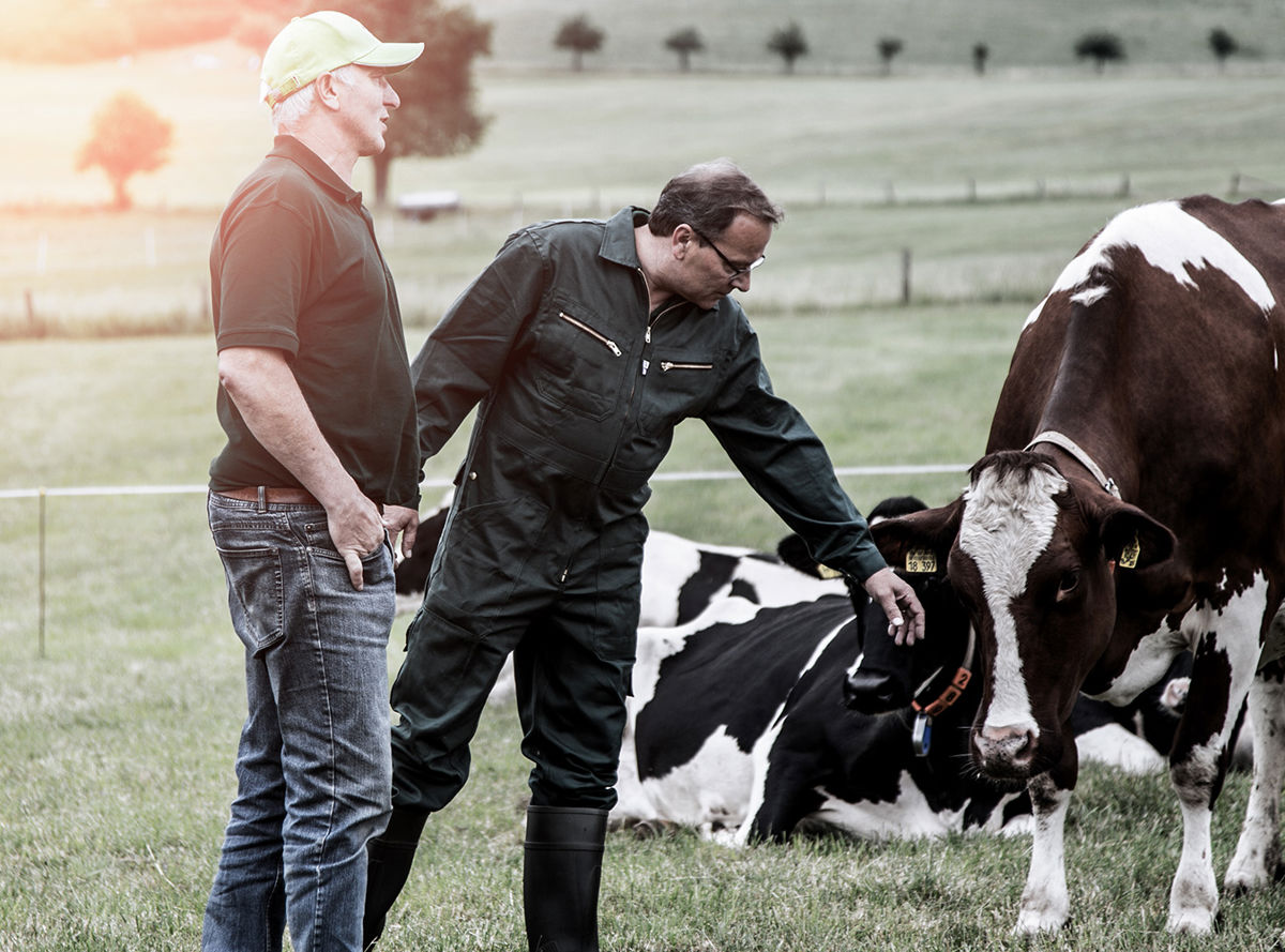 Farmers in a field with cows