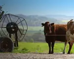 A pair of cows outside of a yard