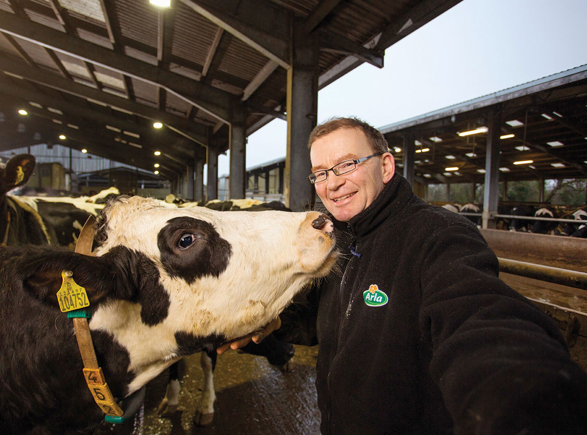 An Arla farmer with one of his cows