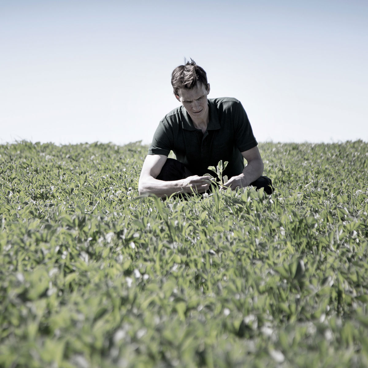 A farmer inspecting a crop in a field