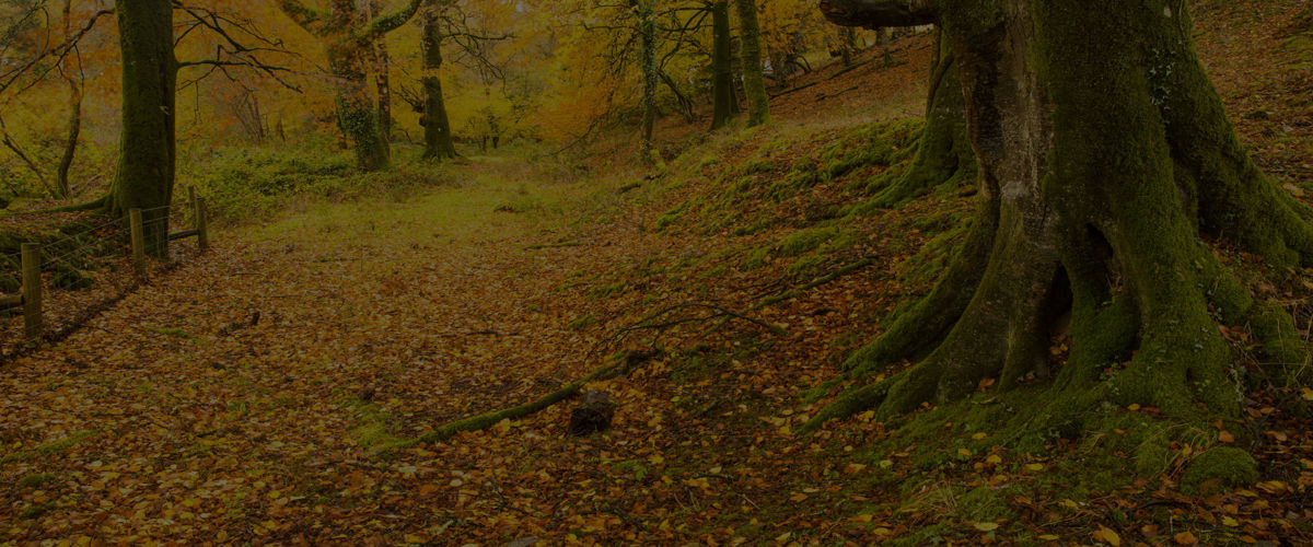A autumn woodland path