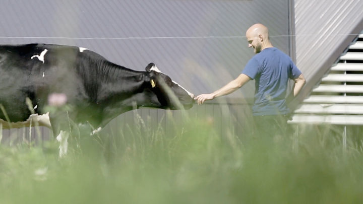 Our Farms - Happy cows are healthy cows | Arla UK