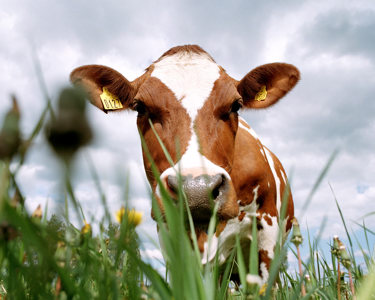 Cow grazing in a field