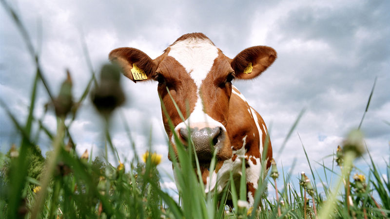 A cow close up