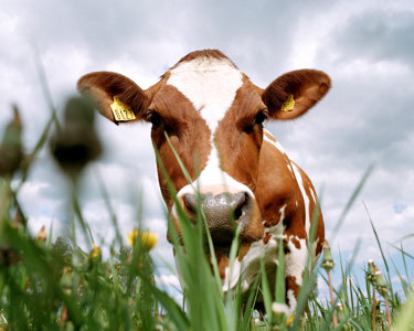 A cow close up