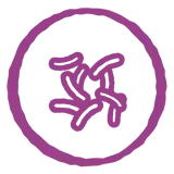 Unique bacteria cultures